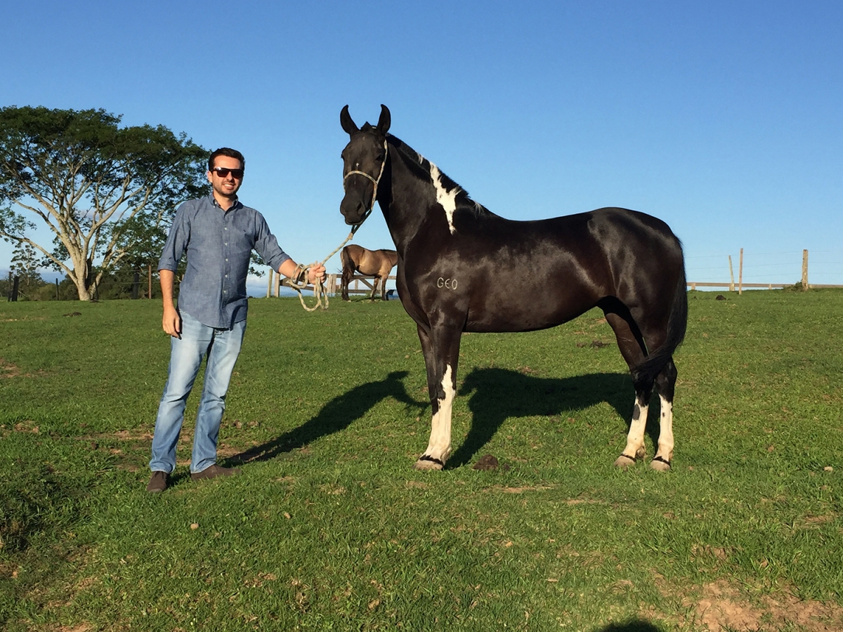 Núcleo dos Criadores do Cavalo Mangalarga Marchador (NCCMM-MT) - Assessoria/Dialum